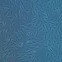 大鼠胚胎心肌细胞H9c2(2-1)+GFP。。