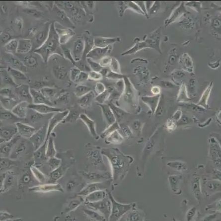 大鼠肺上皮细胞L2