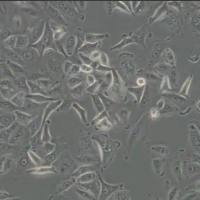 大鼠肺上皮细胞L2