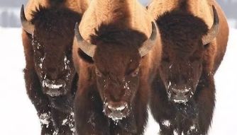 自动化培养技术储备案例各类细胞精准sop撰写合作