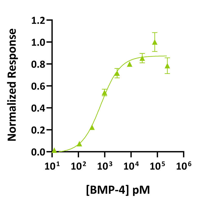 在转染的HEK293T细胞中测定BMP-4活性