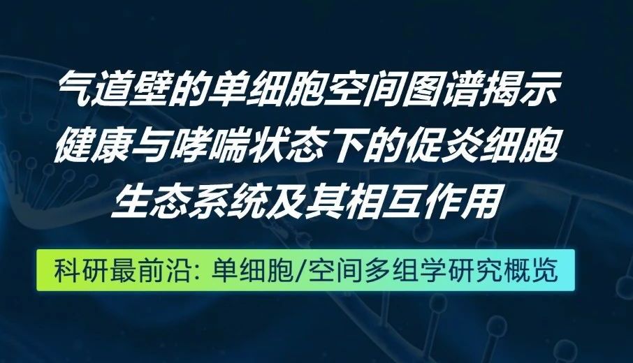 科研最前沿 | 气道壁的单细胞空间图谱揭示健康与哮喘状态下的促炎细胞生态系统及其相互作用