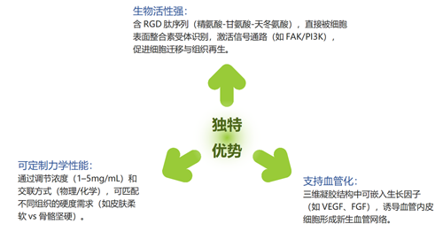 Ⅰ型鼠尾胶 2-1.png