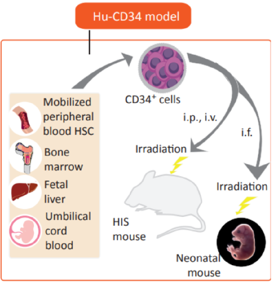 现货特惠促销 | HSC模型全新升级！让免疫重建更进一步