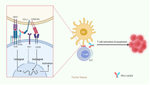 DC 细胞活化 CD8+T 细胞？杀伤功能评估方案助你轻松搞定- Elabscience