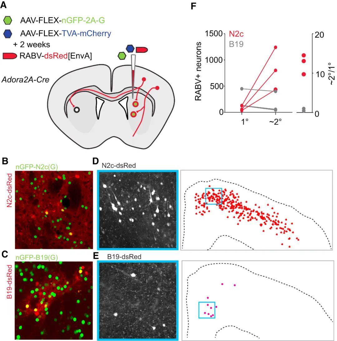 IF=15.7【客户文章】复旦大学脑科学研究院张玉秋教授团队揭示感觉运动皮层神经元亚群调控神经病理性疼痛和运动控制的环路机制