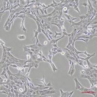 小鼠小脑星型胶质细胞C8-D1A(种属鉴定)