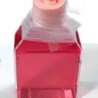 人大细胞肺癌LCLC97TM1