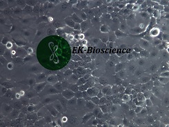 FaDu细胞用什么培养基，好养吗