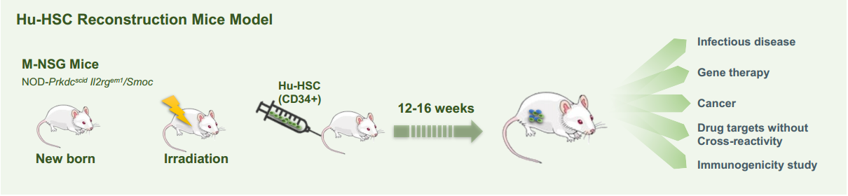 现货特惠促销 | HSC模型全新升级！让免疫重建更进一步