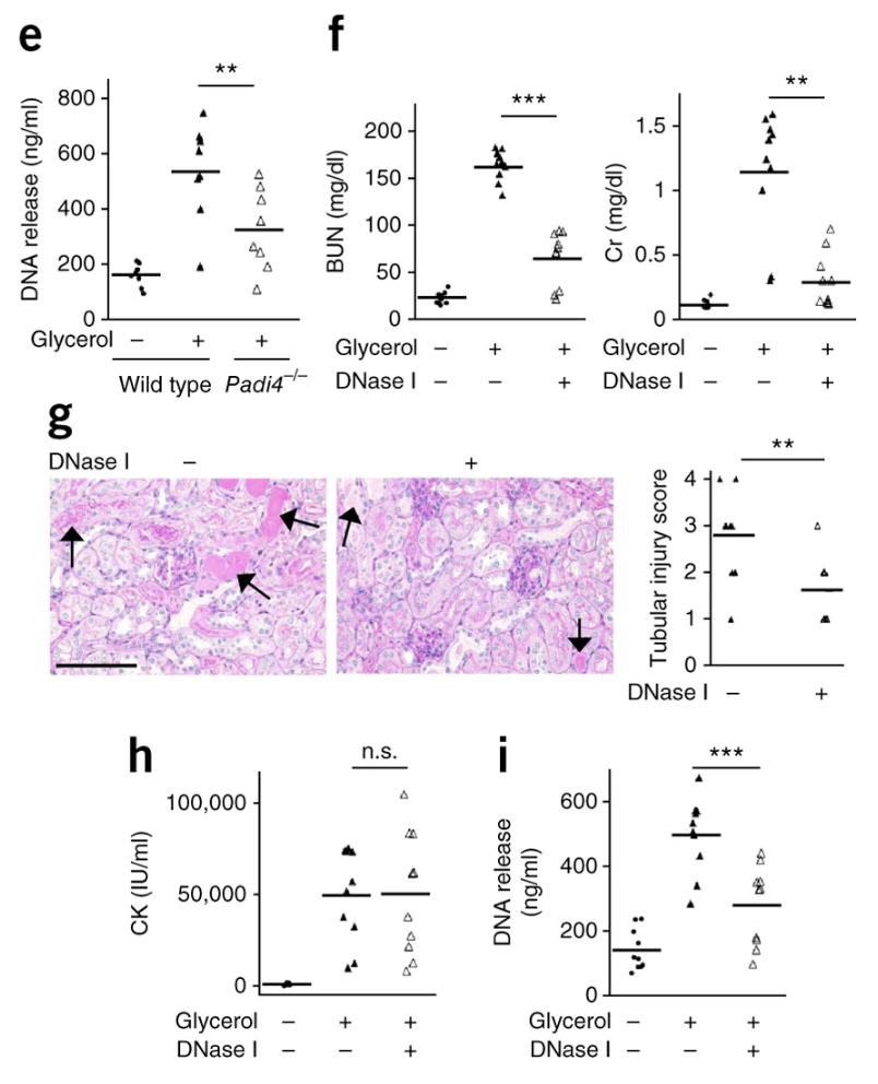 《Nature Medicine》重磅突破:巨噬细胞外陷阱与血小板激活驱动肌溶解肾损伤,揭示治疗新靶点