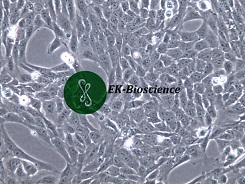 GES-1细胞STR鉴定正确现货供应