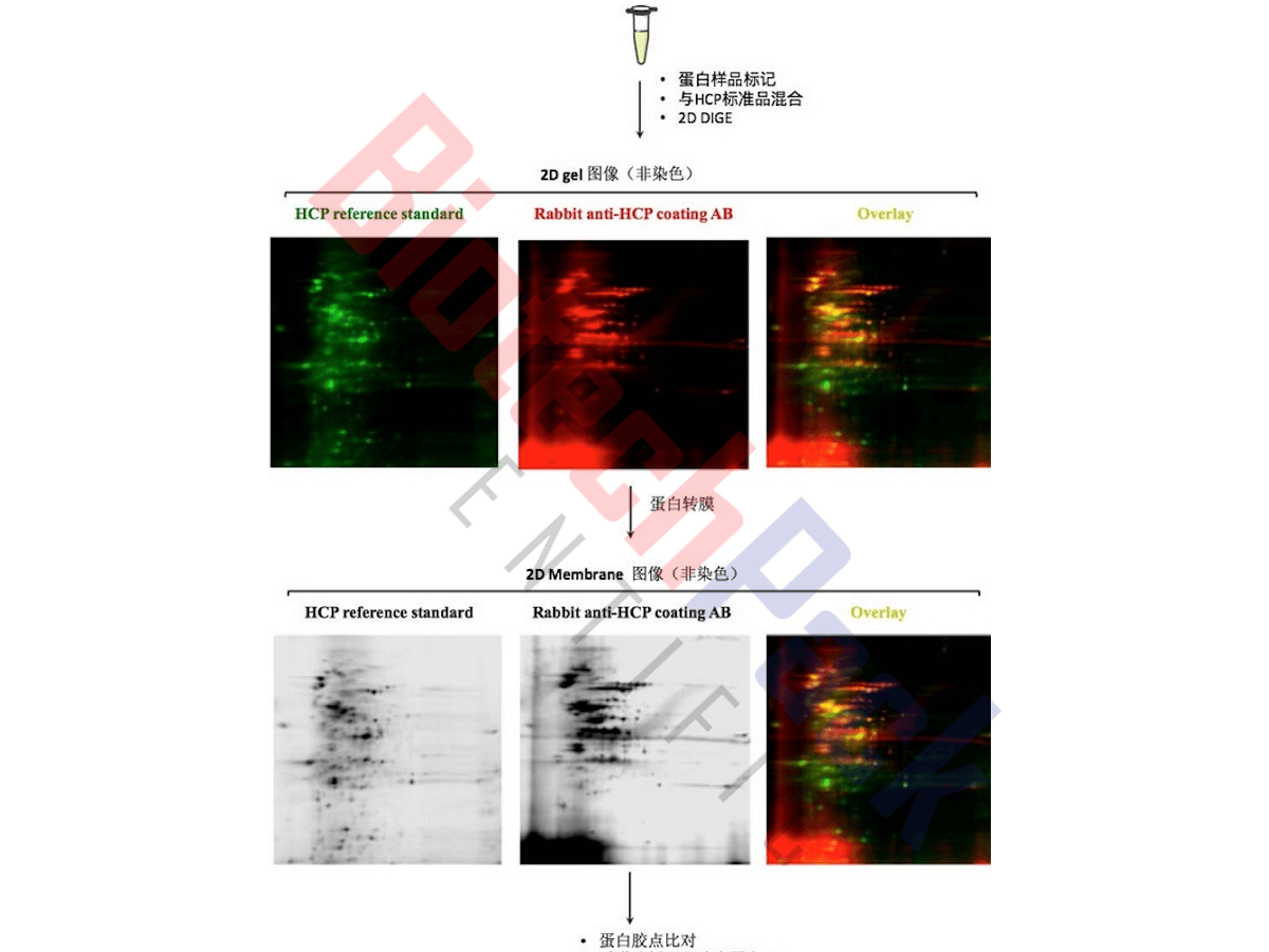 探索宿主蛋白残留hcp多样性：解析病毒宿主互作机制