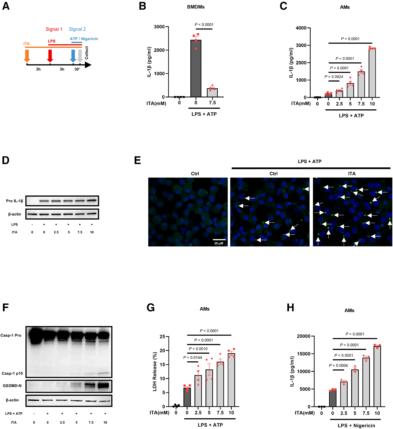 Cell Metabolism | 颠覆传统观点：衣康酸一体两面，兼具抗炎与促炎功能的双重机制