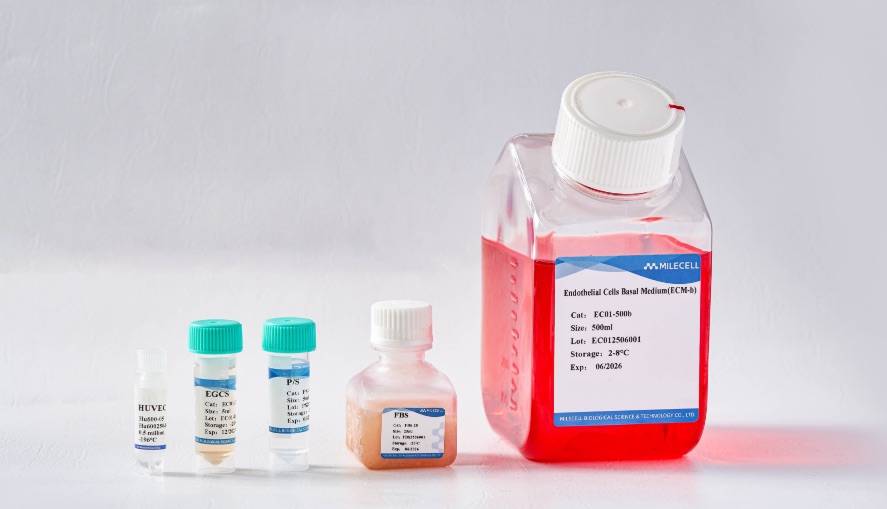 新品上市丨人脐静脉内皮细胞分离冻存服务