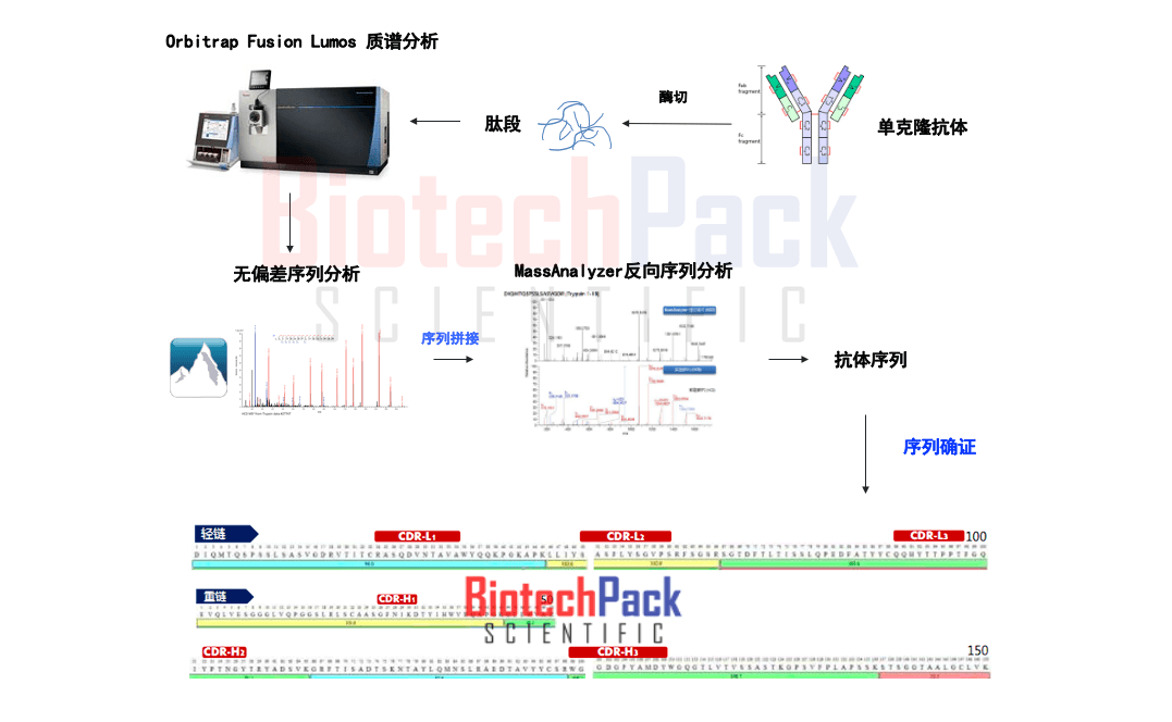 抗原结合表位分析新探索：多样性与突变解读