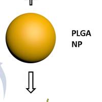 负载桑辛素的聚乳酸-羟基乙酸共聚物纳米颗粒被细胞穿膜肽TAT修饰 Moracin@PLGA NPs-TAT