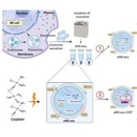 氧化锌纳米粒子被自然杀伤细胞膜包裹 ZnO NPs@NK