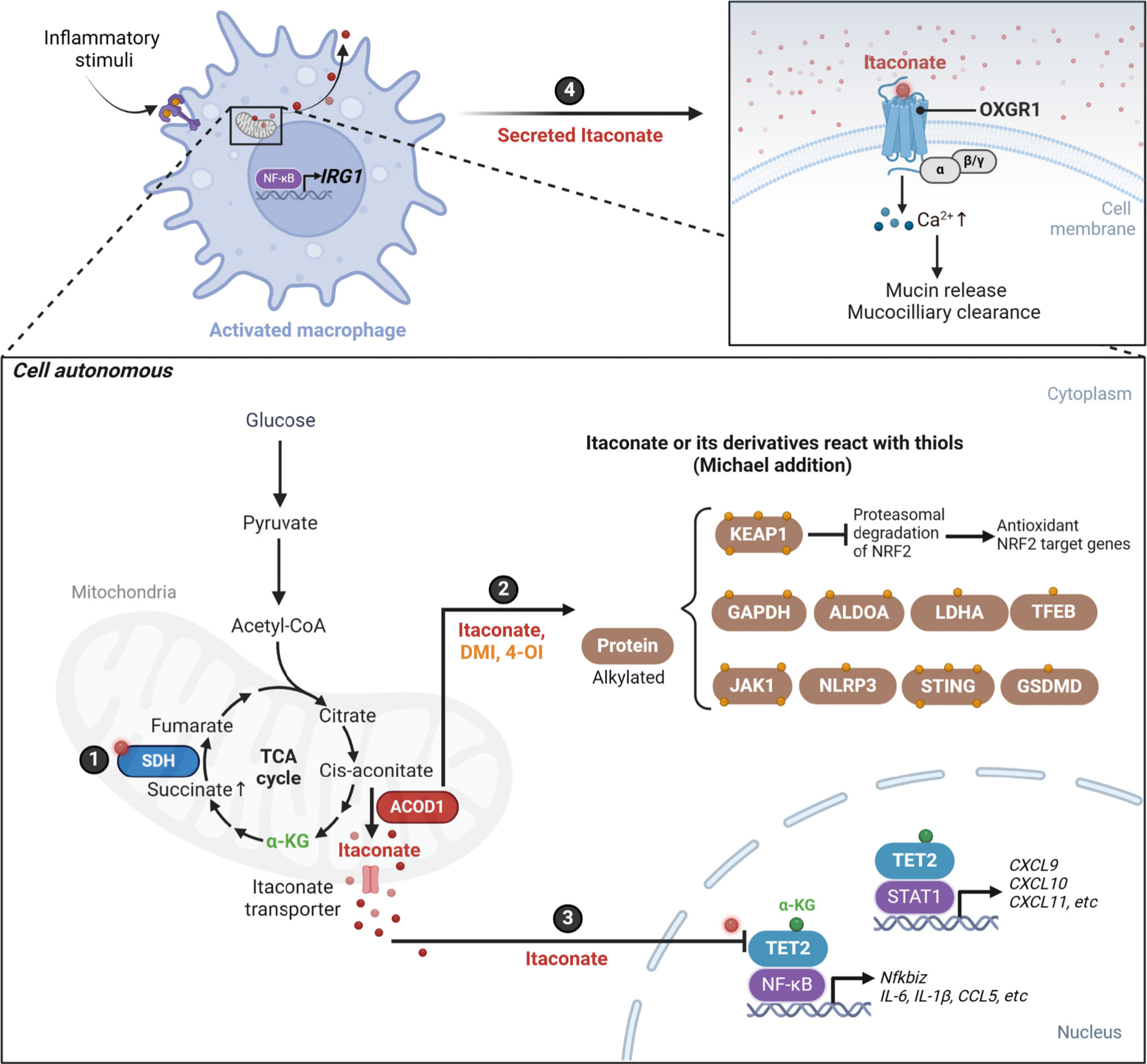 Cell Metabolism | 颠覆传统观点：衣康酸一体两面，兼具抗炎与促炎功能的双重机制