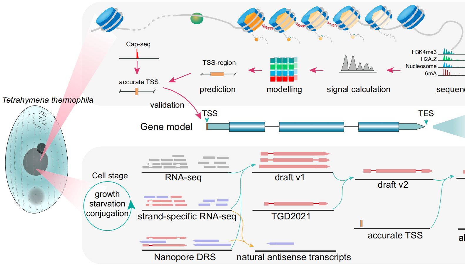协同的力量：DRS联合RNA-seq和表观遗传组学“焕新”四膜虫基因组