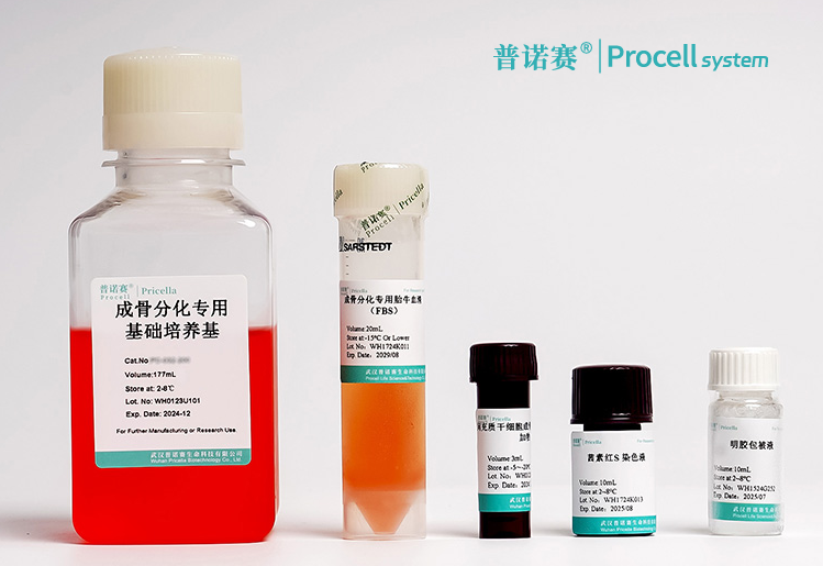 小鼠骨髓间充质干细胞成骨诱导分化培养基，增加细胞成骨分化效果