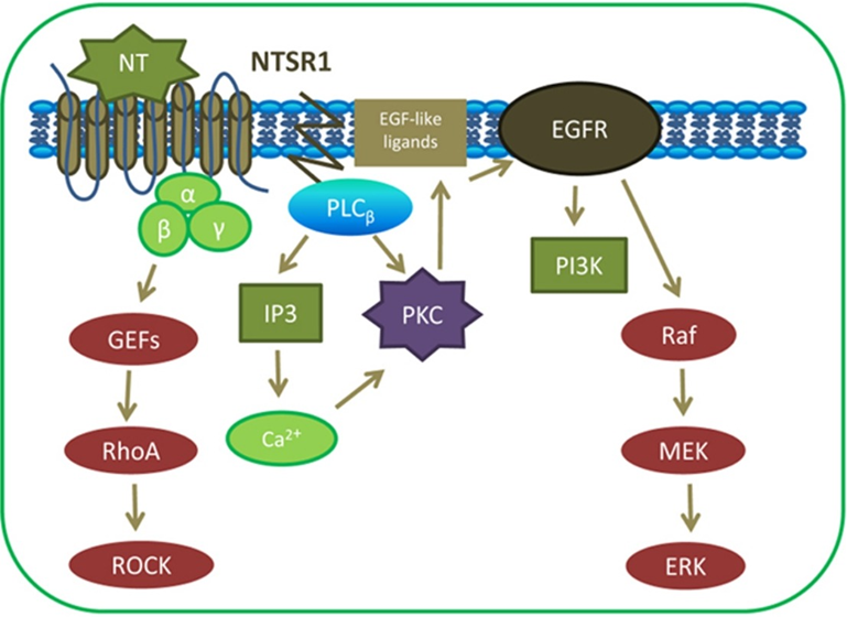 从痛觉到精神疾病：揭秘NTSR1的治疗潜力