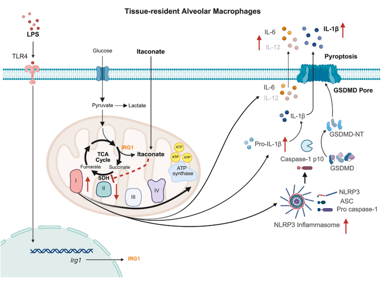 Cell Metabolism | 颠覆传统观点：衣康酸一体两面，兼具抗炎与促炎功能的双重机制