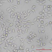 鸡肝癌细胞LMH(种属鉴定)