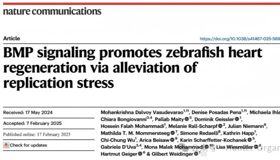 Nat. Commun.：BMP信号通过缓解复制压力促进斑马鱼心脏再生
