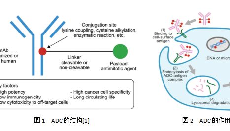 ADC药物研发整体解决方案