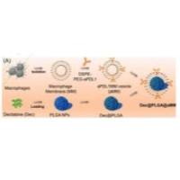 负载DNA甲基转移酶抑制剂地西他滨的聚乳酸-羟基乙酸共聚物纳米颗粒被PD-L1抗体修饰巨噬细胞膜包裹 Dec@PLGA NPs@MM-PD-L1