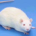 功能性消化不良