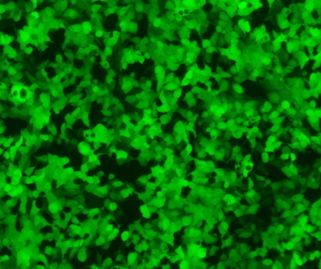 磷酸钙法细胞转染试剂 Calcium Phosphate C