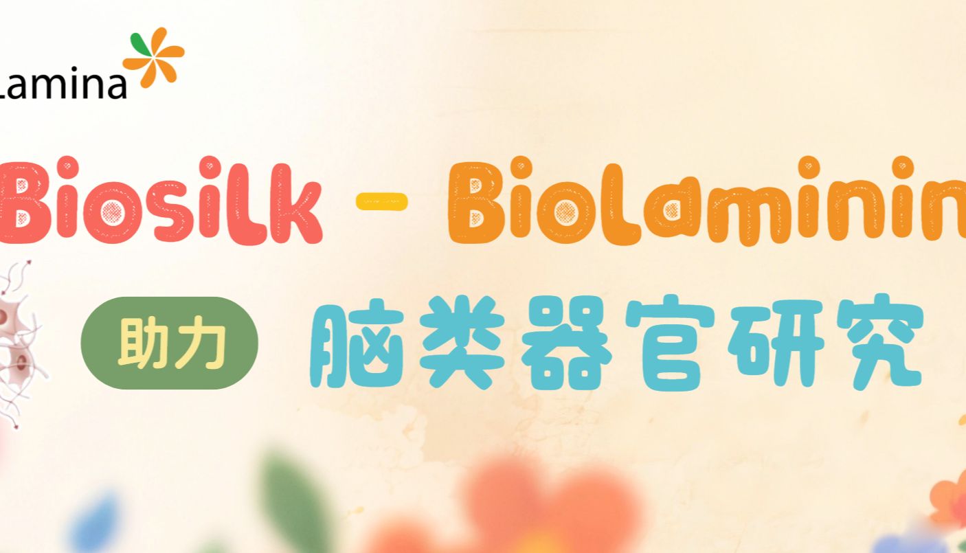 3D培养应用：重组层粘连蛋白蛛丝支架助力脑类器官研究