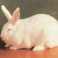 高尿酸血症模型