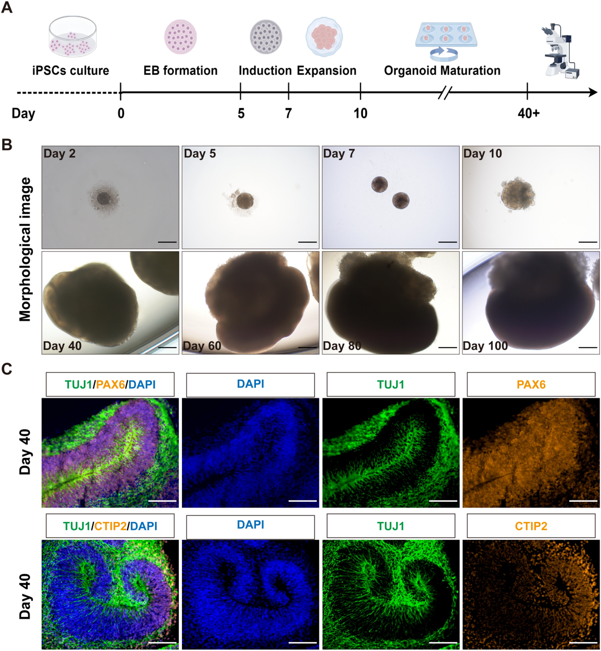 塑料污染会影响后代发育吗?