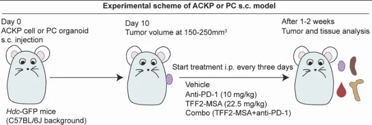由ACKP细胞或PC类器官建立皮下瘤模型并接受治疗的实验方案 由ACKP细胞或PC类器官建立皮下瘤模型并接受治疗的实验方案