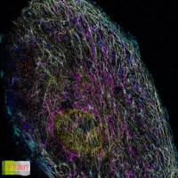 MASSIVE-SDAB-FAST X-PLEX 超分辨多重影像试剂盒