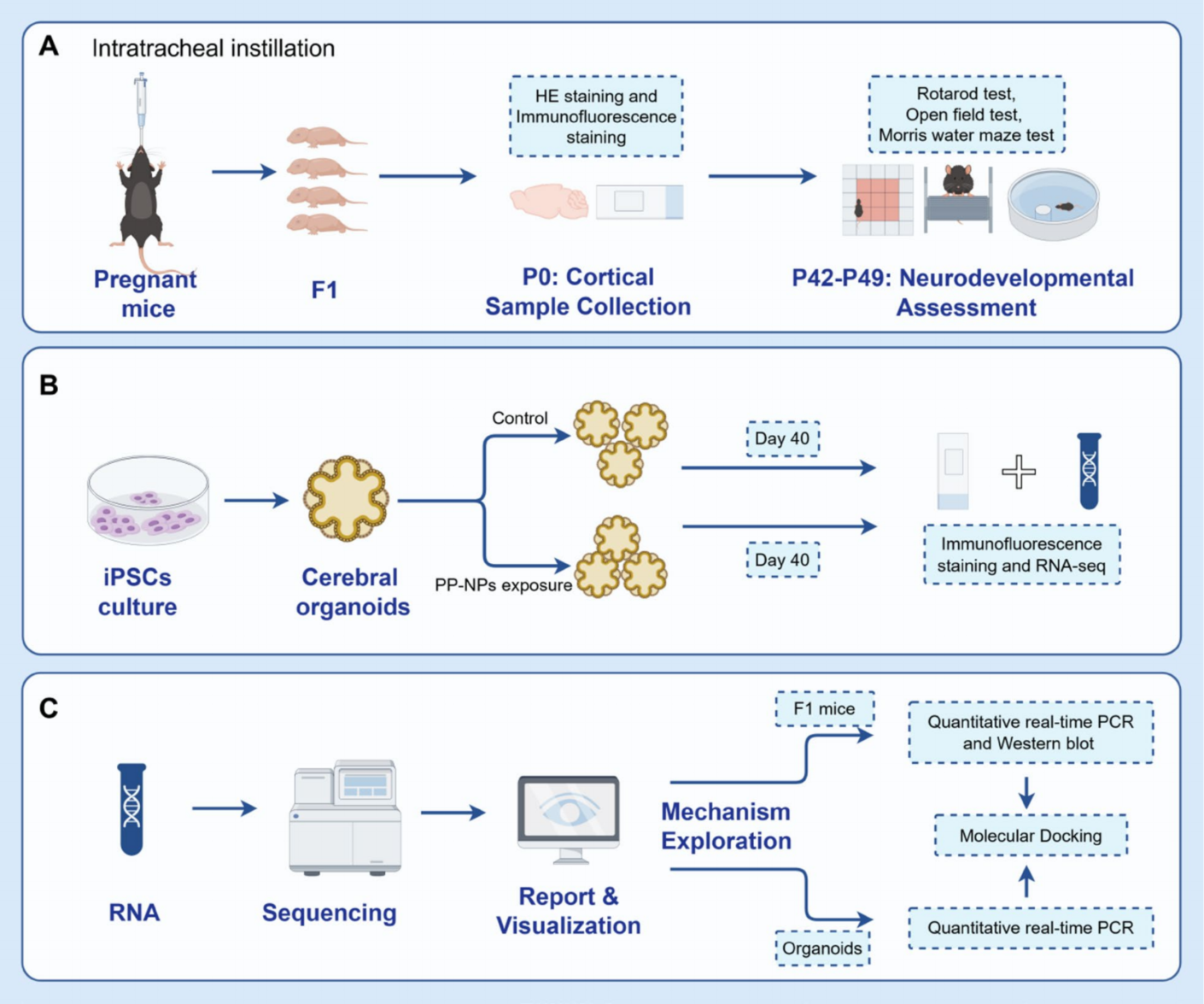 塑料污染会影响后代发育吗?