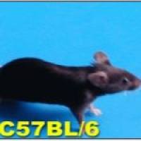 脊髓损伤模型（C57BL/6J小鼠）