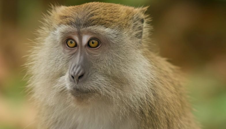 国内首家！IPHASE食蟹猴原代细胞助力药物代谢研究