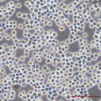 小鼠树突状细胞DC2.4（STR鼠源鉴定）