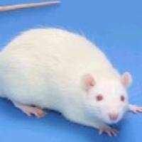 大鼠缺血/再灌注动物模型建立