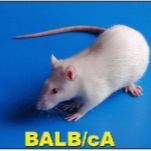 阿尔茨海默病（AD）动物模型