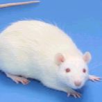 脑缺血动物模型