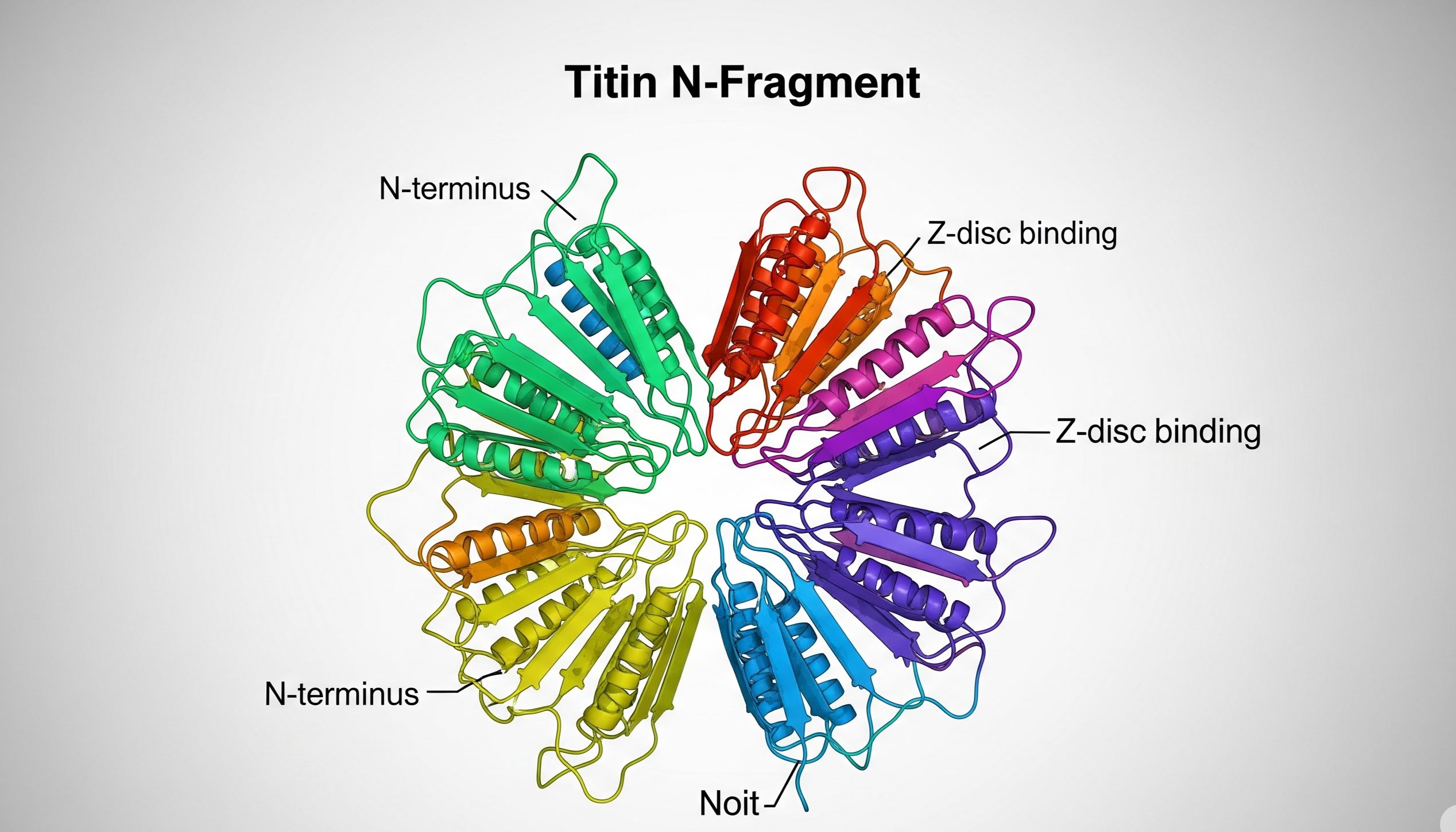 尿液肌联蛋白（Titin），一种非侵入性的肌肉疾病生物标志物