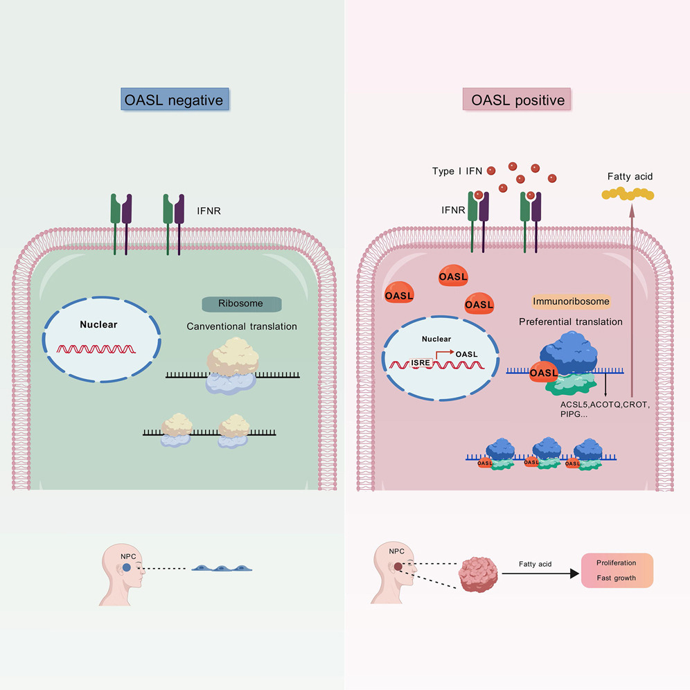 Cell Reports | OASL通过增强mRNA翻译和重编程脂质代谢促进癌症进展
