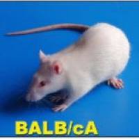 张力性瘢痕小鼠模型