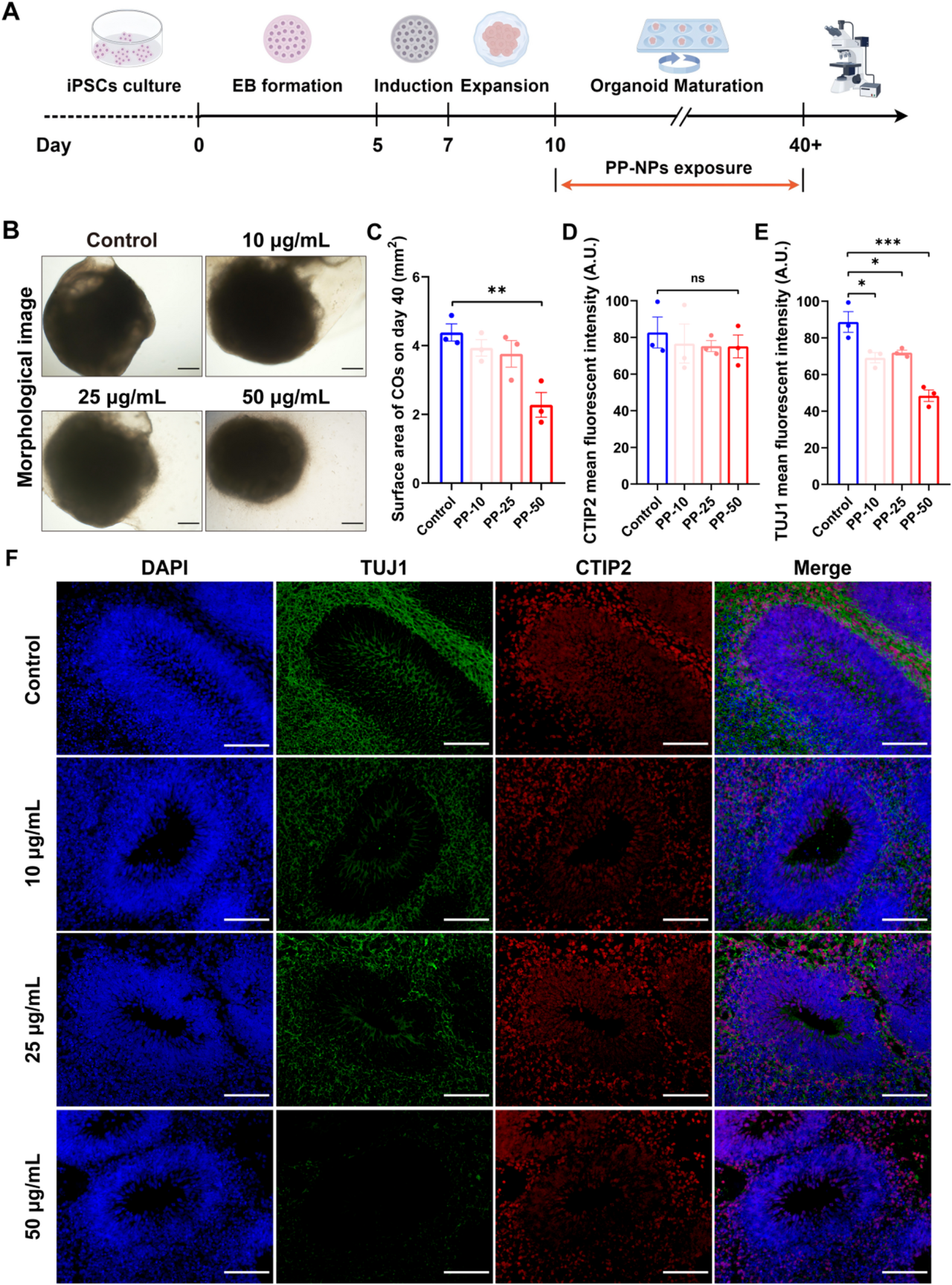 塑料污染会影响后代发育吗?
