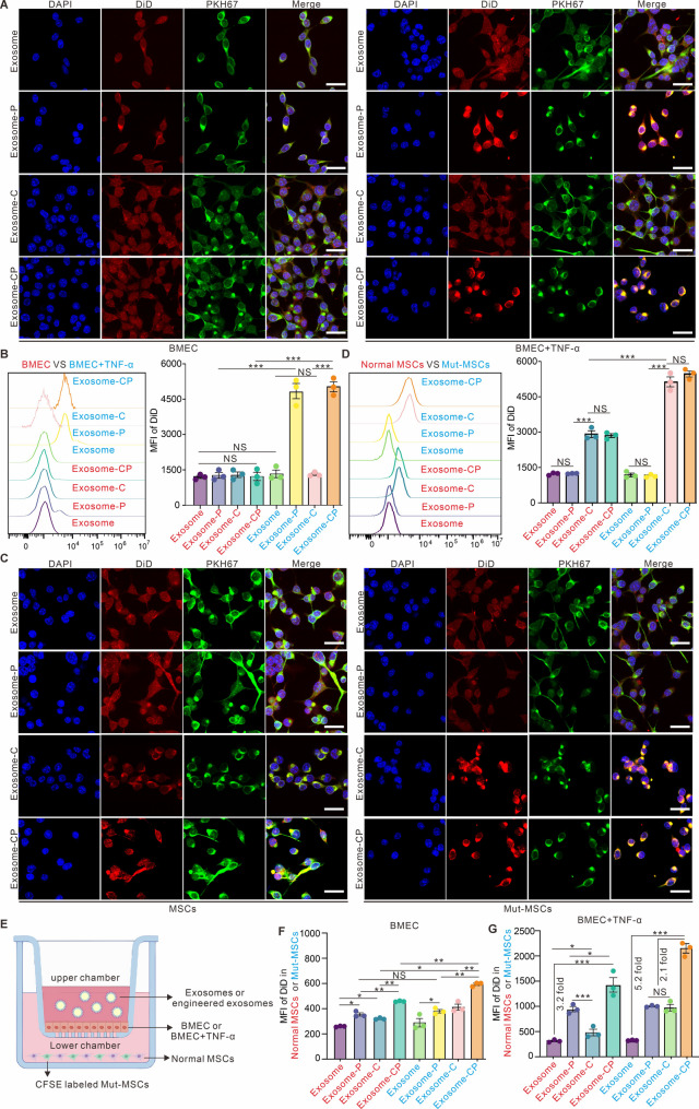 外泌体载药 外泌体载药